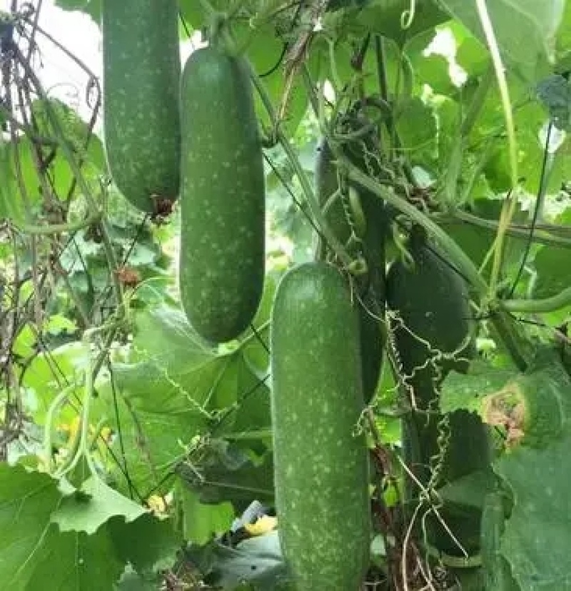 毛瓜苗节瓜苗直播瓜苗嫁接瓜苗育苗基地直供可代工