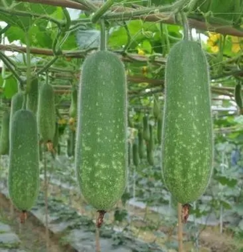 毛瓜苗节瓜苗直播瓜苗嫁接瓜苗育苗基地直供可代工