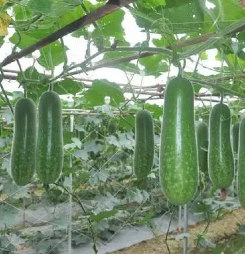 毛瓜苗节瓜苗直播瓜苗嫁接瓜苗育苗基地直供可代工