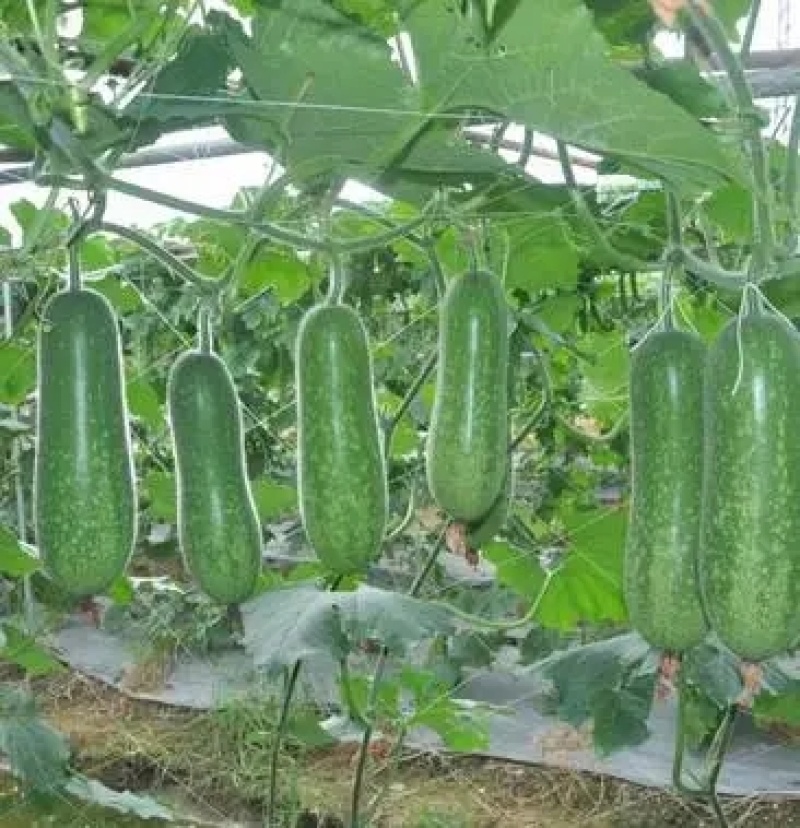 毛瓜苗节瓜苗直播瓜苗嫁接瓜苗育苗基地直供可代工