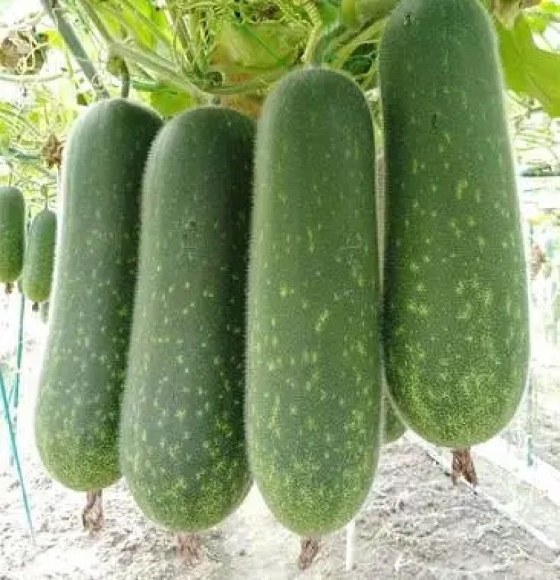 毛瓜苗节瓜苗直播瓜苗嫁接瓜苗育苗基地直供可代工