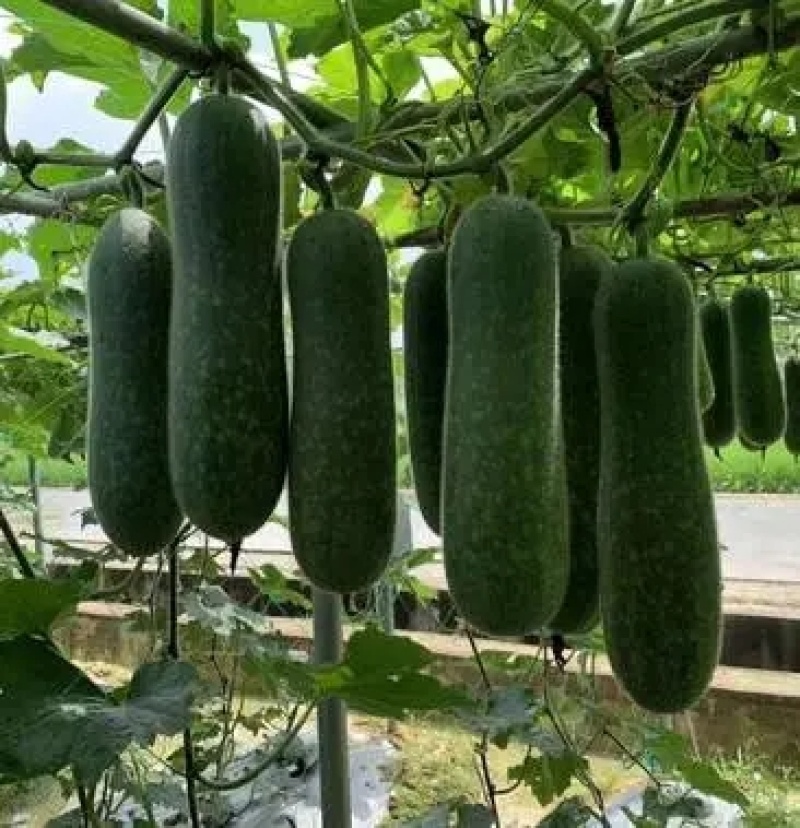 毛瓜苗节瓜苗直播瓜苗嫁接瓜苗育苗基地直供可代工