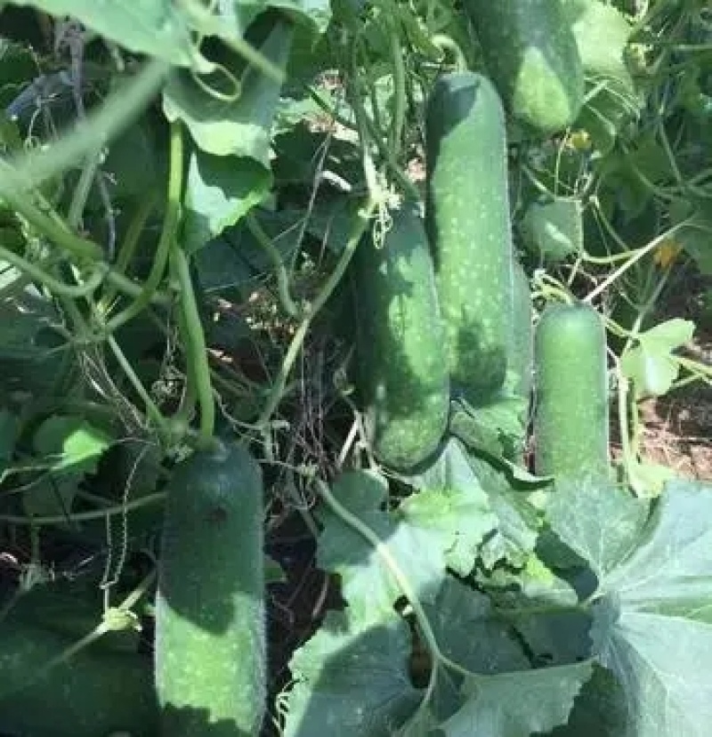 毛瓜苗节瓜苗直播瓜苗嫁接瓜苗育苗基地直供可代工