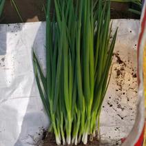 达芬奇分葱种子容易栽培根系发达耐寒耐热产量高