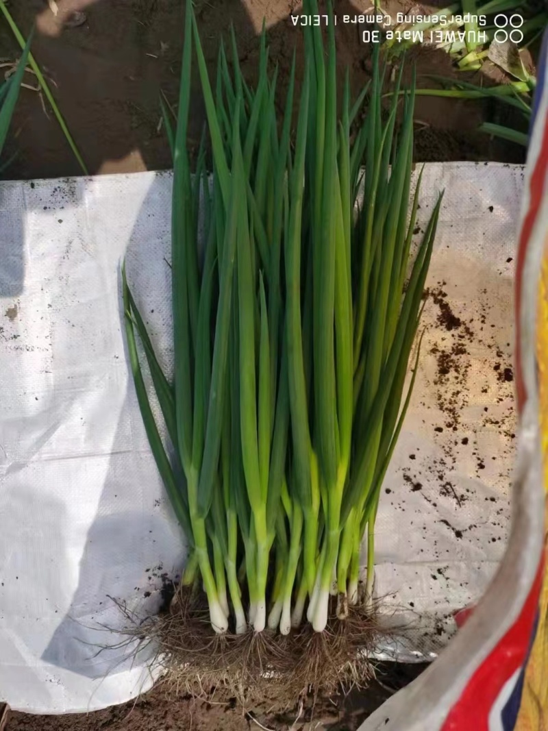 达芬奇分葱种子容易栽培根系发达耐寒耐热产量高