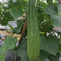 花点丝瓜苗肉丝瓜苗八角瓜苗，菱角瓜苗。育苗基地直供