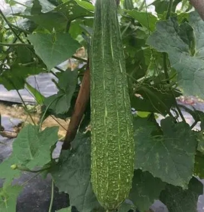 花点丝瓜苗肉丝瓜苗八角瓜苗，菱角瓜苗。育苗基地直供