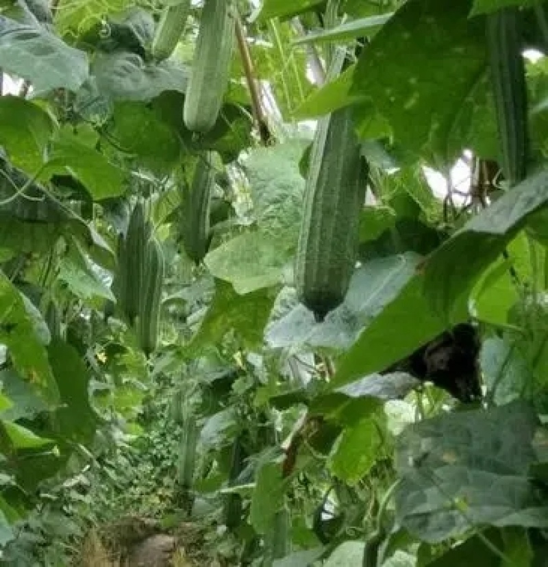 花点丝瓜苗肉丝瓜苗八角瓜苗，菱角瓜苗。育苗基地直供