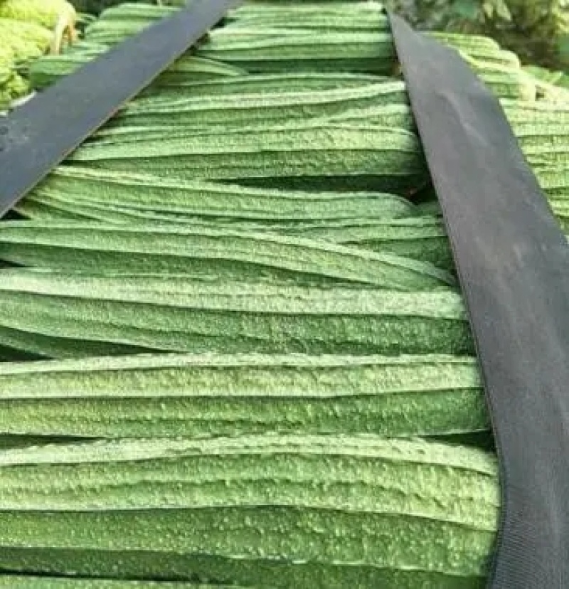 花点丝瓜苗肉丝瓜苗八角瓜苗，菱角瓜苗。育苗基地直供