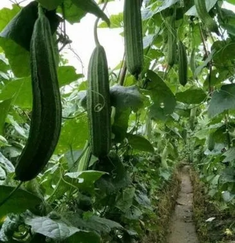 花点丝瓜苗肉丝瓜苗八角瓜苗，菱角瓜苗。育苗基地直供