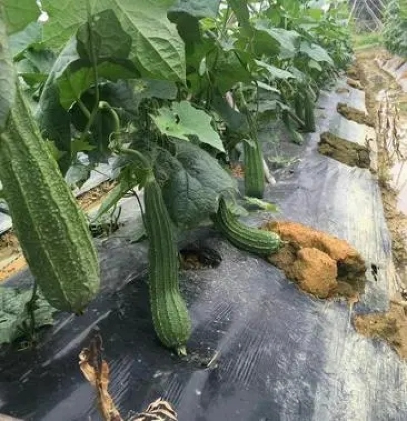 花点丝瓜苗肉丝瓜苗八角瓜苗，菱角瓜苗。育苗基地直供