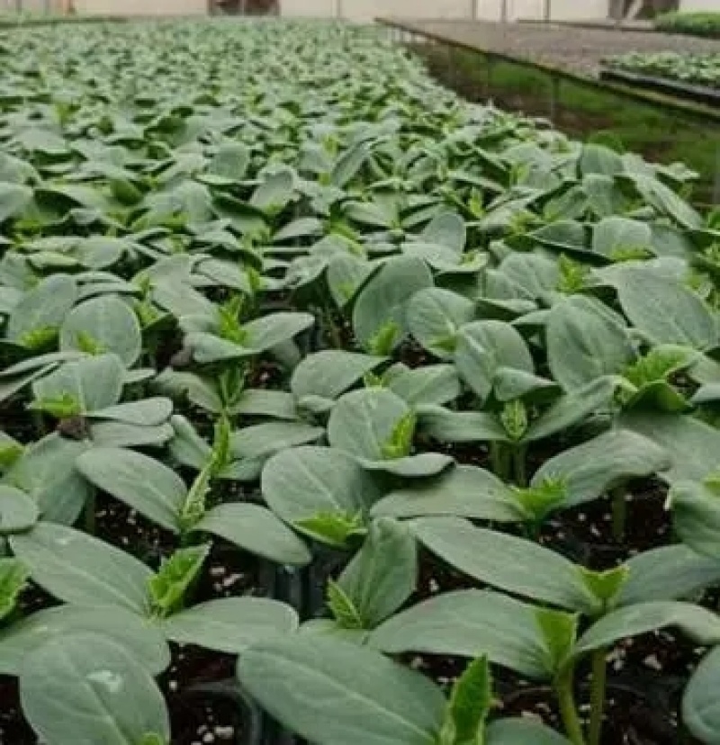 花点丝瓜苗肉丝瓜苗八角瓜苗，菱角瓜苗。育苗基地直供