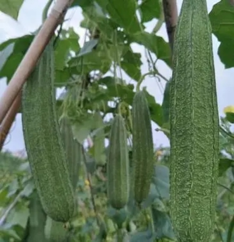 花点丝瓜苗肉丝瓜苗八角瓜苗，菱角瓜苗。育苗基地直供