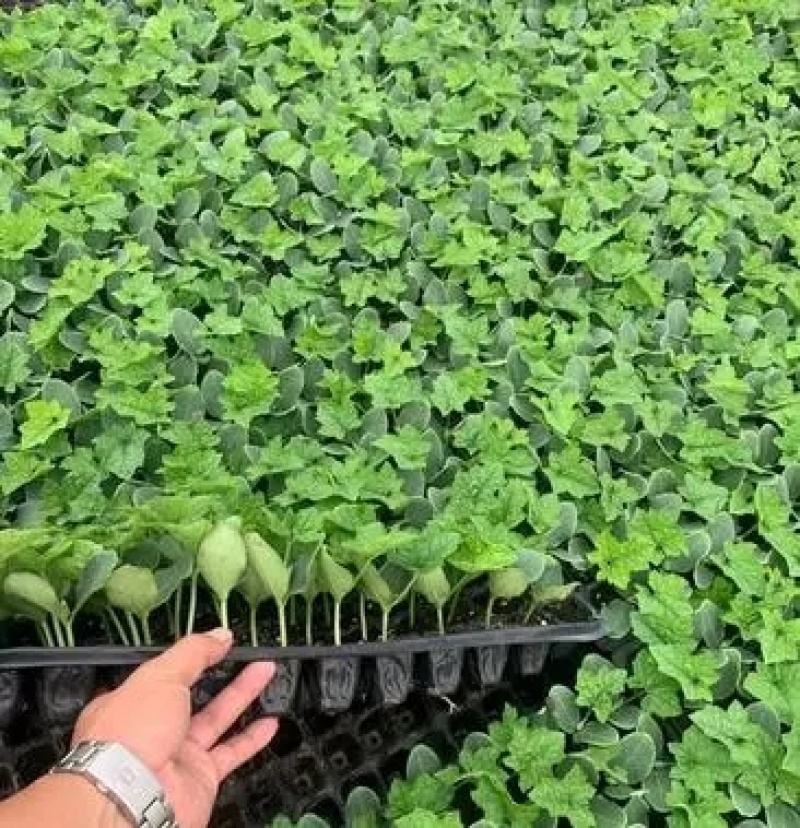 花点丝瓜苗肉丝瓜苗八角瓜苗，菱角瓜苗。育苗基地直供