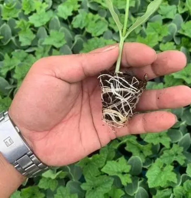 花点丝瓜苗肉丝瓜苗八角瓜苗，菱角瓜苗。育苗基地直供