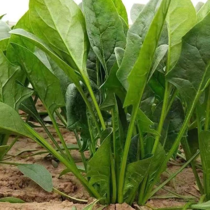 本地土菠菜种子营养价值高叶片肥厚可直播可密播