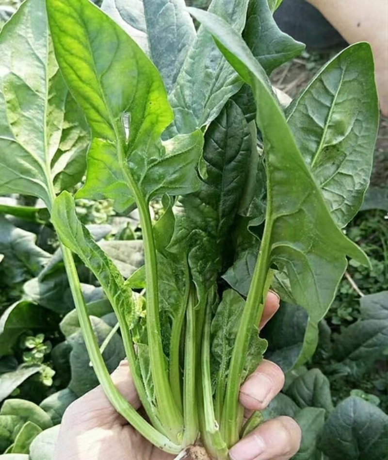 本地土菠菜种子营养价值高叶片肥厚可直播可密播