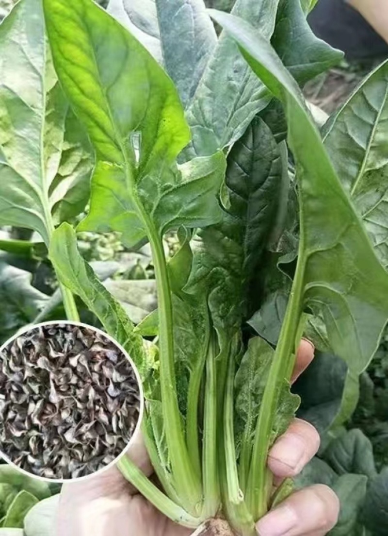 本地土菠菜种子营养价值高叶片肥厚可直播可密播