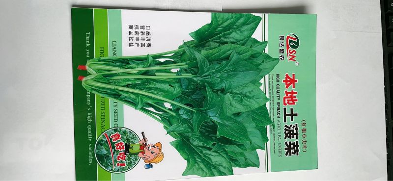 本地土菠菜种子营养价值高叶片肥厚可直播可密播