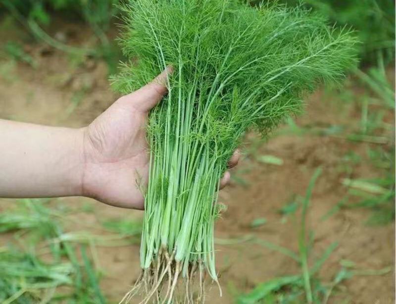 四季割茬茴香种子有再生能力可多茬采收适于四季栽培