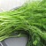 四季割茬茴香种子有再生能力可多茬采收适于四季栽培