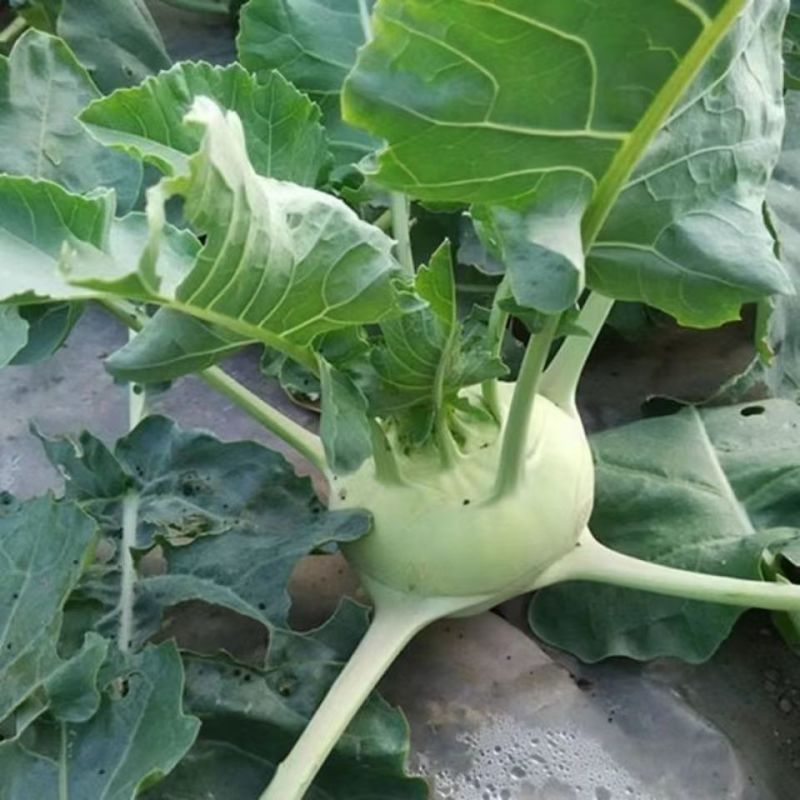 天津翠绿青水果苤蓝种子春秋均可栽培适应性强优质良种