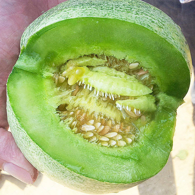 绿宝石二号甜瓜种子薄皮，糖度25度，早熟高产香瓜种子杂交
