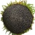 开心食葵种子抗病性强抗逆性好适应性广泛品质好优质良种