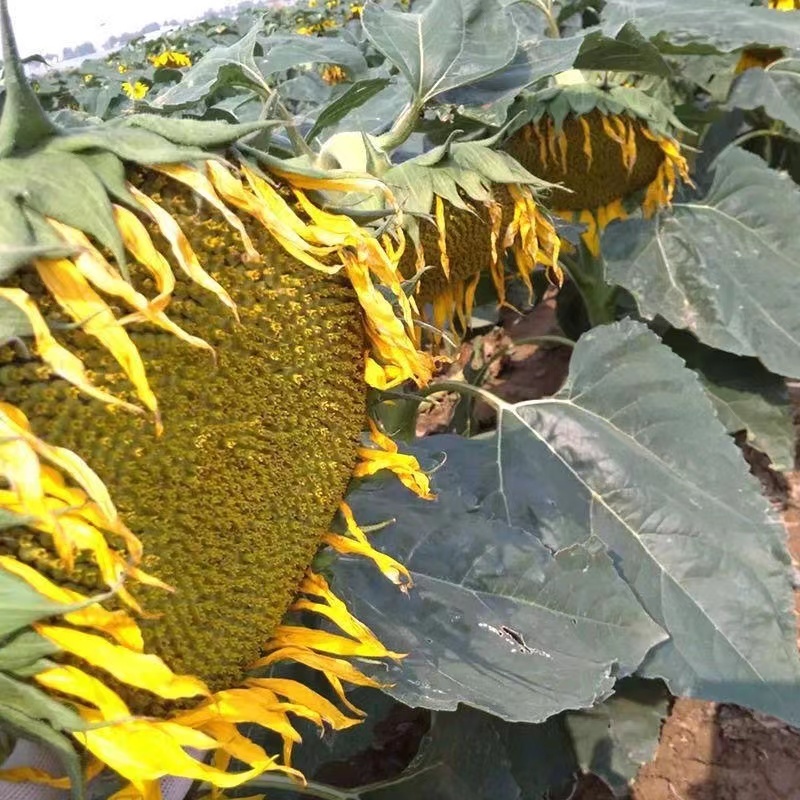 开心食葵种子抗病性强抗逆性好适应性广泛品质好优质良种