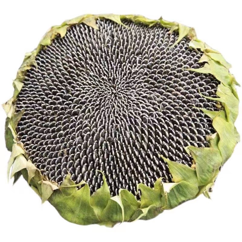 开心食葵种子抗病性强抗逆性好适应性广泛品质好优质良种