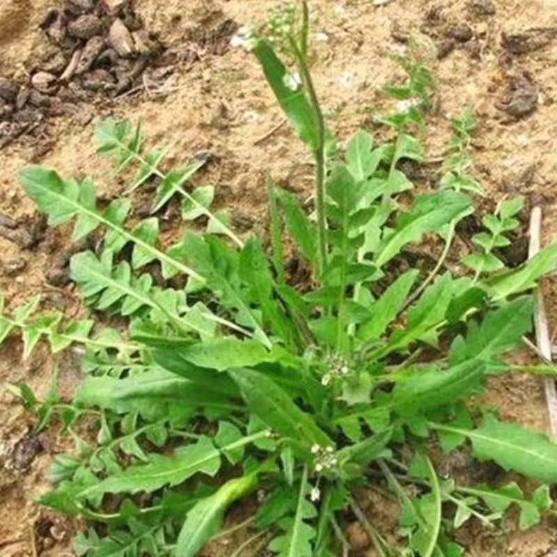 天然野生荠荠菜种子全国各地均可种植耐热耐寒耐瘠适应性广泛