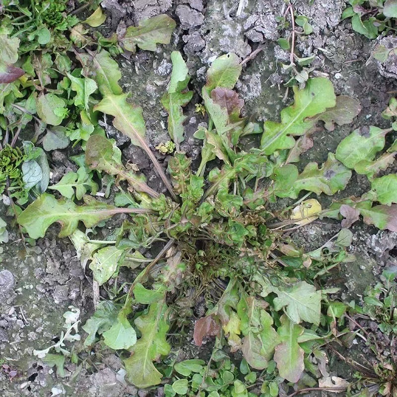 天然野生荠荠菜种子全国各地均可种植耐热耐寒耐瘠适应性广泛