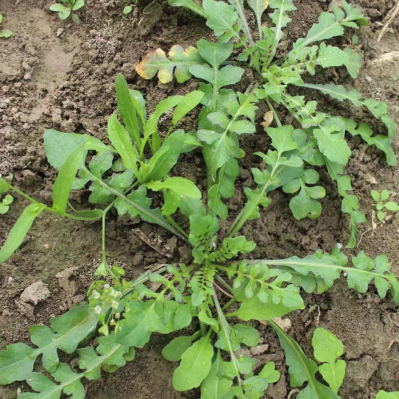 天然野生荠荠菜种子全国各地均可种植耐热耐寒耐瘠适应性广泛