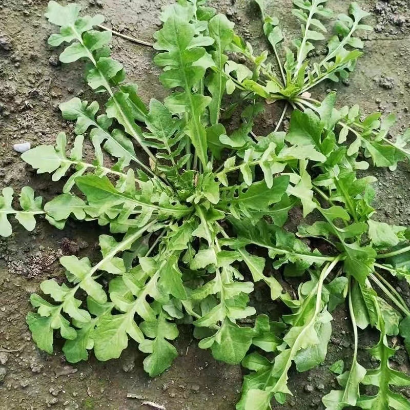 天然野生荠荠菜种子全国各地均可种植耐热耐寒耐瘠适应性广泛