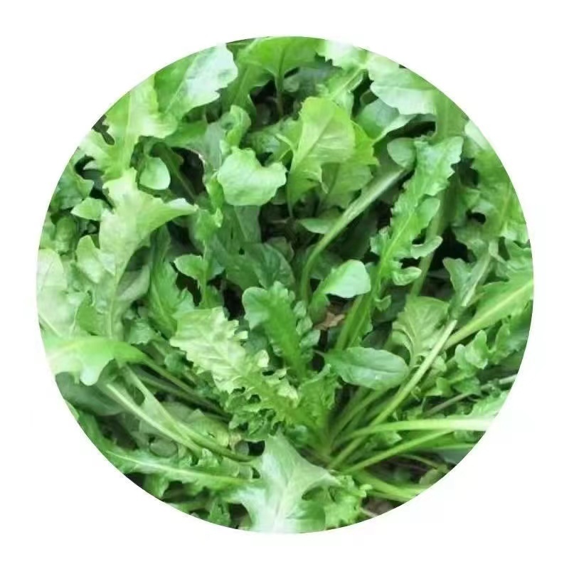 天然野生荠荠菜种子全国各地均可种植耐热耐寒耐瘠适应性广泛