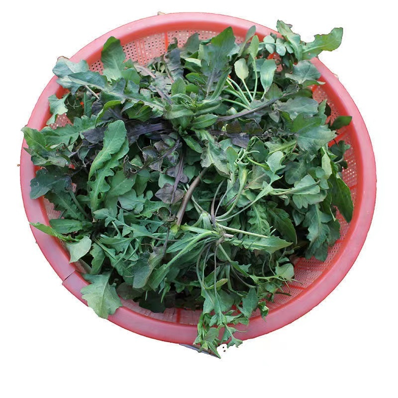 天然野生荠荠菜种子全国各地均可种植耐热耐寒耐瘠适应性广泛