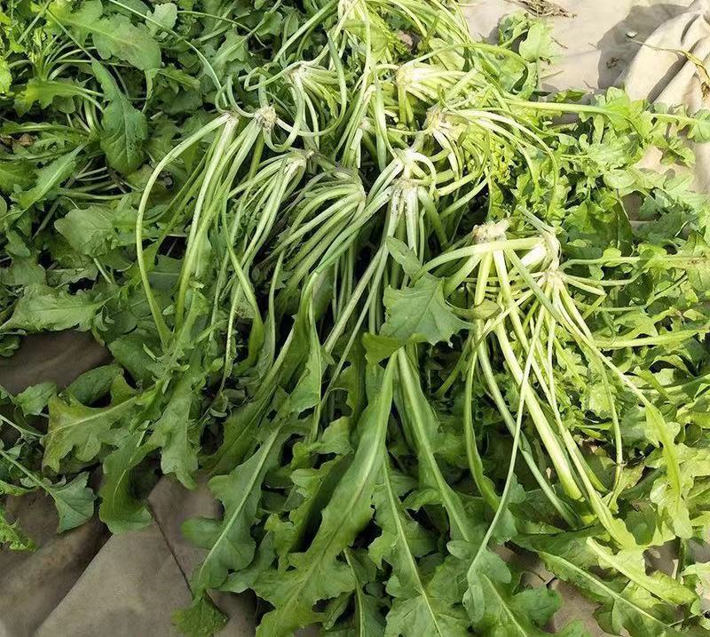 天然野生荠荠菜种子全国各地均可种植耐热耐寒耐瘠适应性广泛