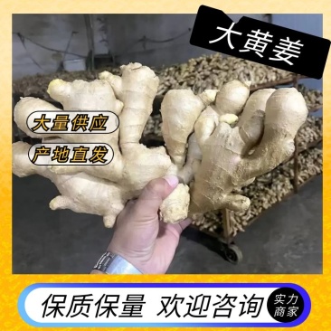 山东生姜精品大黄姜产地供应代发全国商超电商对接