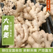 山东生姜精品大黄姜产地供应代发代存商场电商对接
