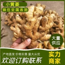 【实力】生姜山东窖藏小黄姜辣味浓厚姜块商场电商对接