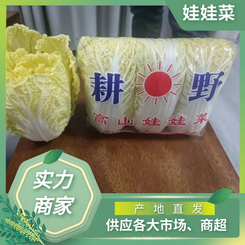 精品批发娃娃菜大量上市商超品质量大优惠欢迎咨询