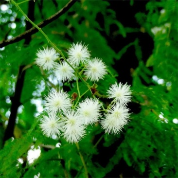 银合欢种子护坡灌木红花合欢籽粉红合欢绒花树种子金合欢草籽