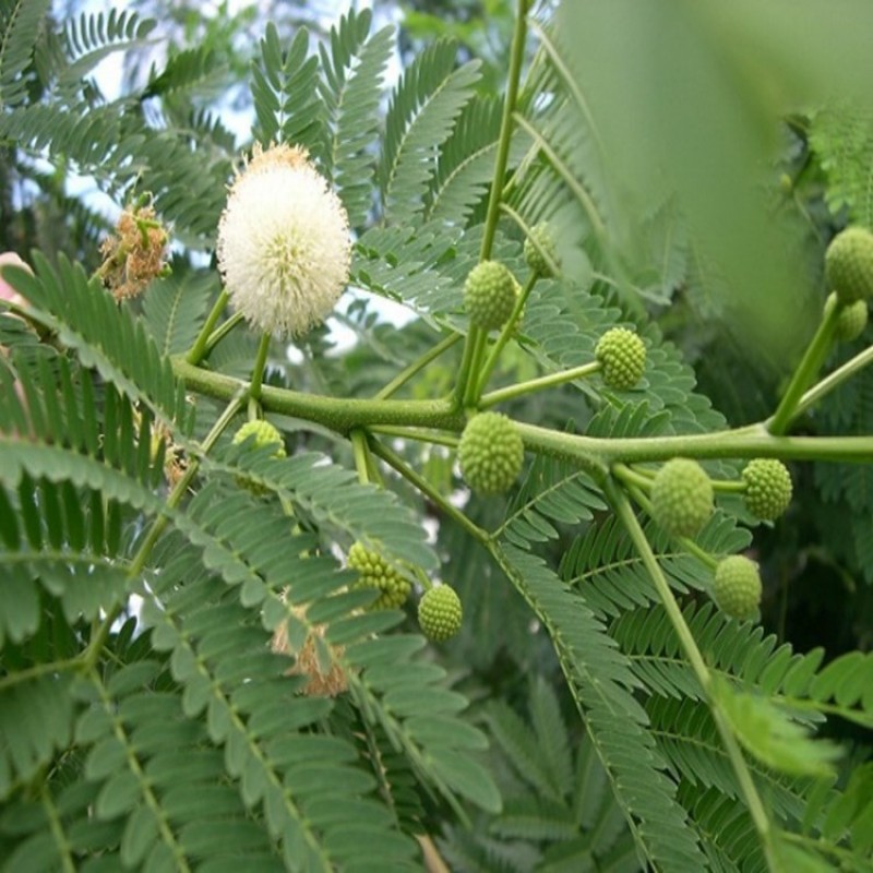 银合欢种子护坡灌木红花合欢籽粉红合欢绒花树种子金合欢草籽