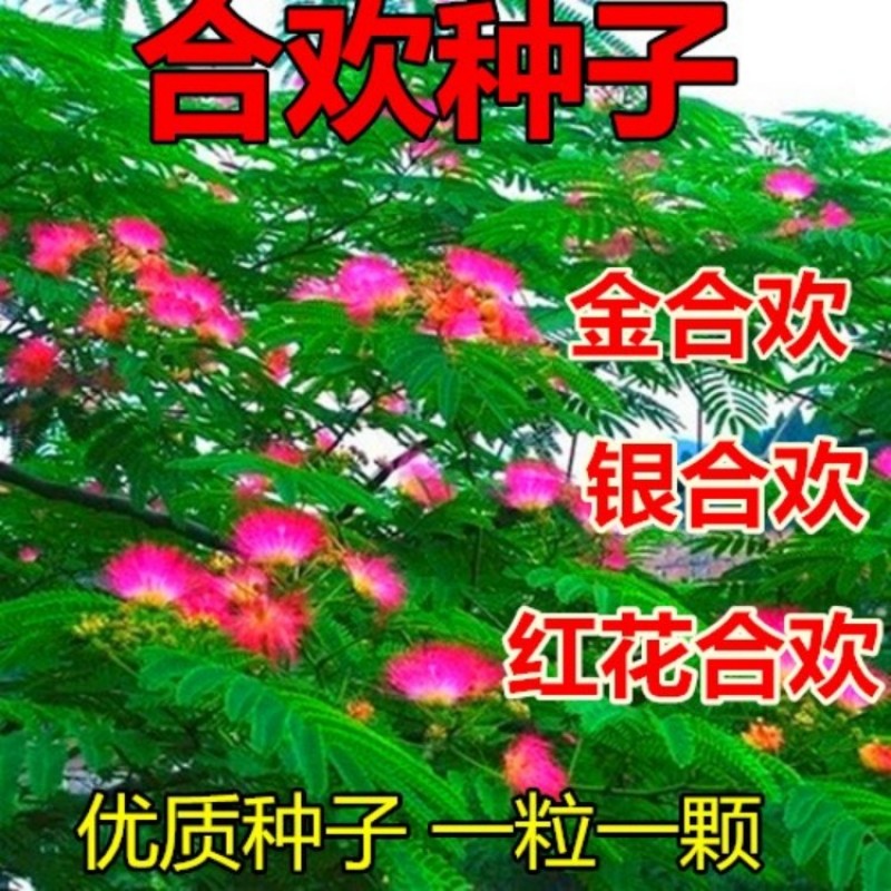 银合欢种子护坡灌木红花合欢籽粉红合欢绒花树种子金合欢草籽