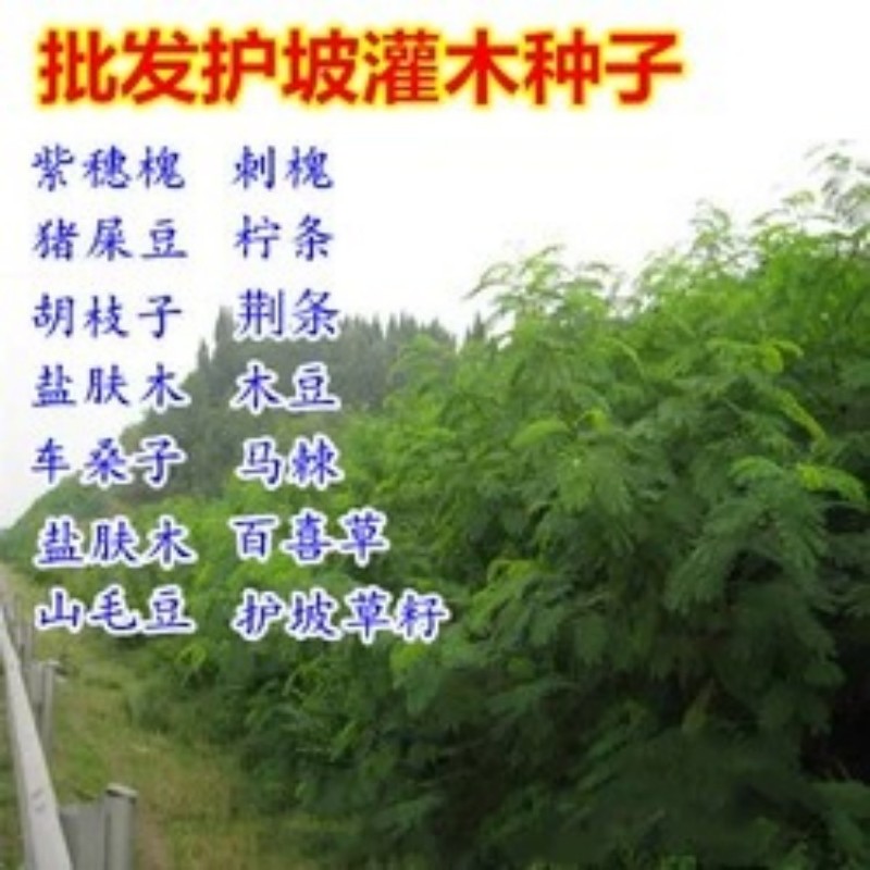 护坡灌木种子刺槐小冠花多花木兰胡枝子猪屎豆木豆田菁草种子
