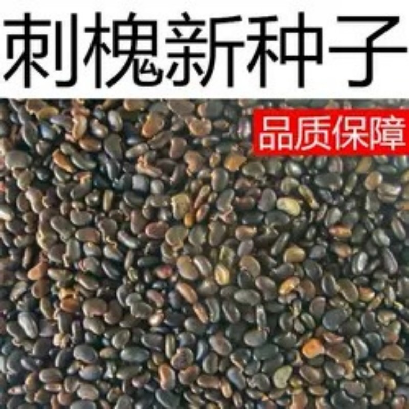 护坡灌木种子刺槐小冠花多花木兰胡枝子猪屎豆木豆田菁草种子