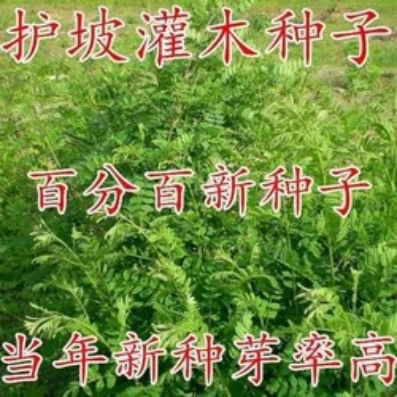 护坡灌木种子刺槐小冠花多花木兰胡枝子猪屎豆木豆田菁草种子