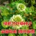 红白三叶草种子花籽四季常绿牧草籽多年生易活果园绿肥植物