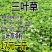 红白三叶草种子花籽四季常绿牧草籽多年生易活果园绿肥植物