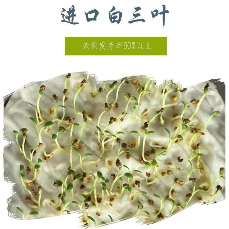 红白三叶草种子花籽四季常绿牧草籽多年生易活果园绿肥植物